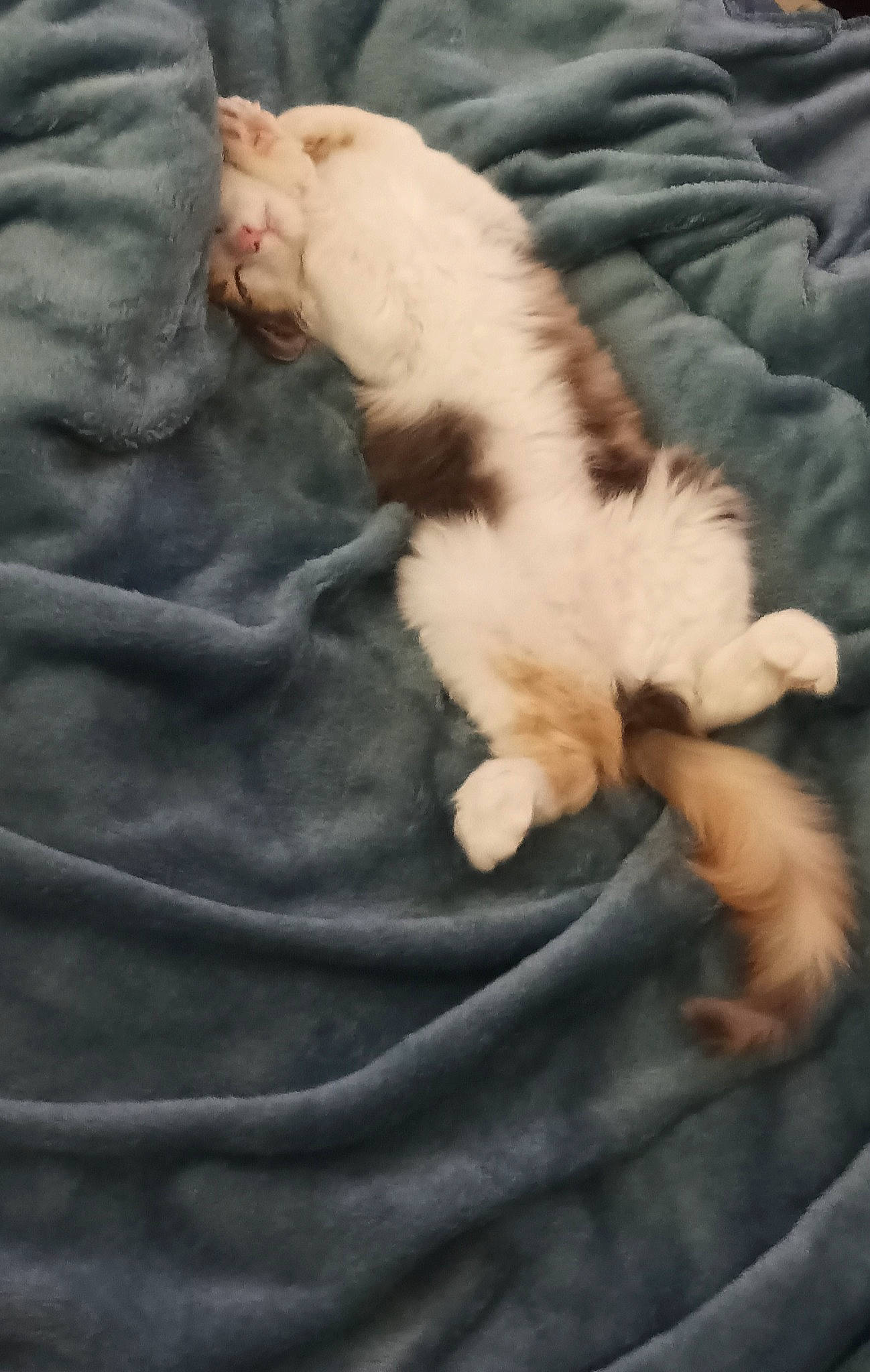 Libellule participe au concours pour gagner de l'argent avec cette photo : carnivore, cat, claw, comfort, companion_dog, dog_breed, domestic_short_haired_cat, felidae, foot, fur, gesture, human_leg, linens, nap, paw, small_to_medium_sized_cats, sporting_group, tail, whiskers