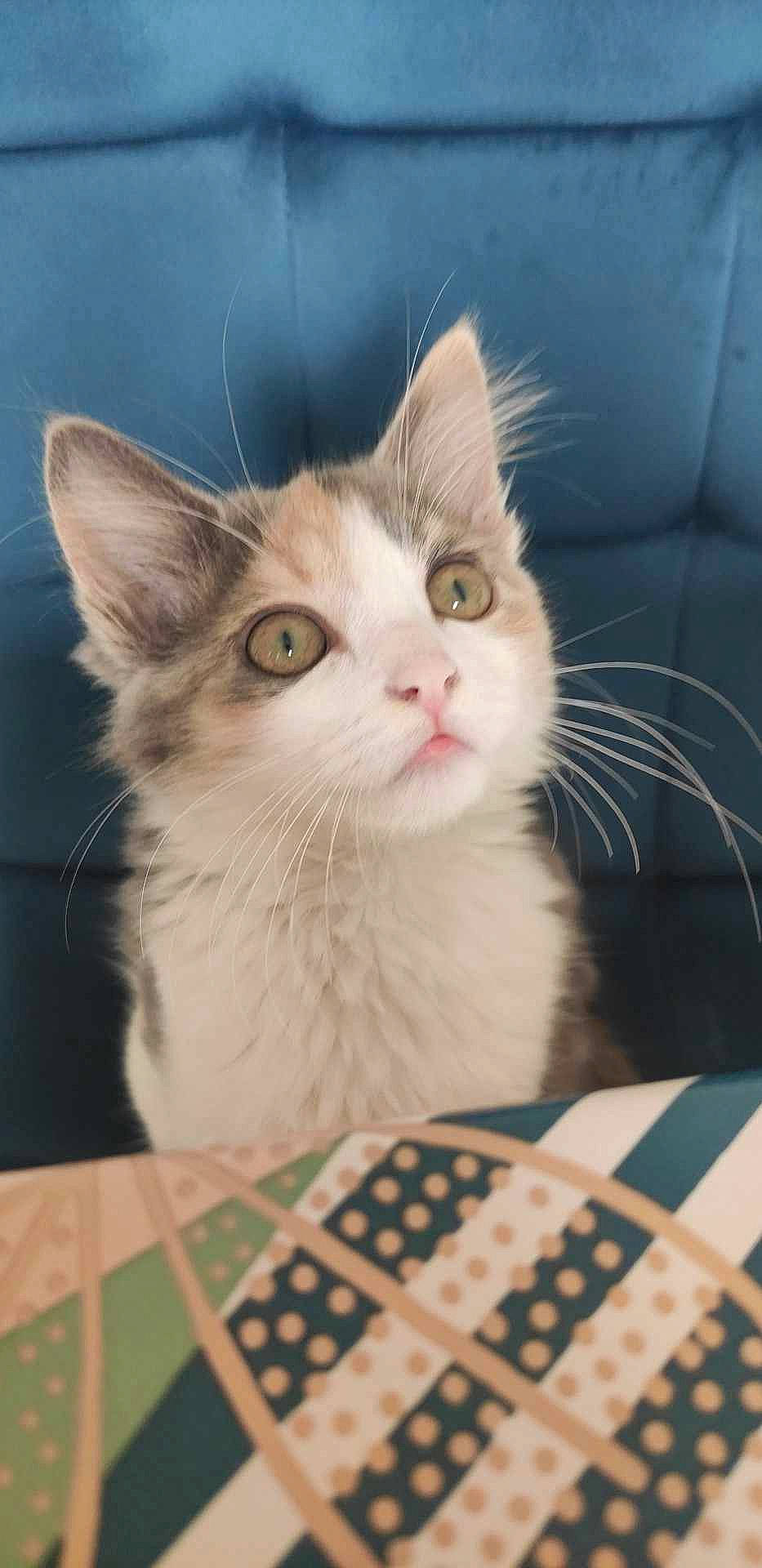 Libellule a rejoint le concours — aidez-le/la à gagner de superbes lots ! carnivore, cat, cat_supply, claw, collar, comfort, domestic_short_haired_cat, fawn, felidae, fur, pattern, paw, pet_supply, small_to_medium_sized_cats, snout, tail, whiskers