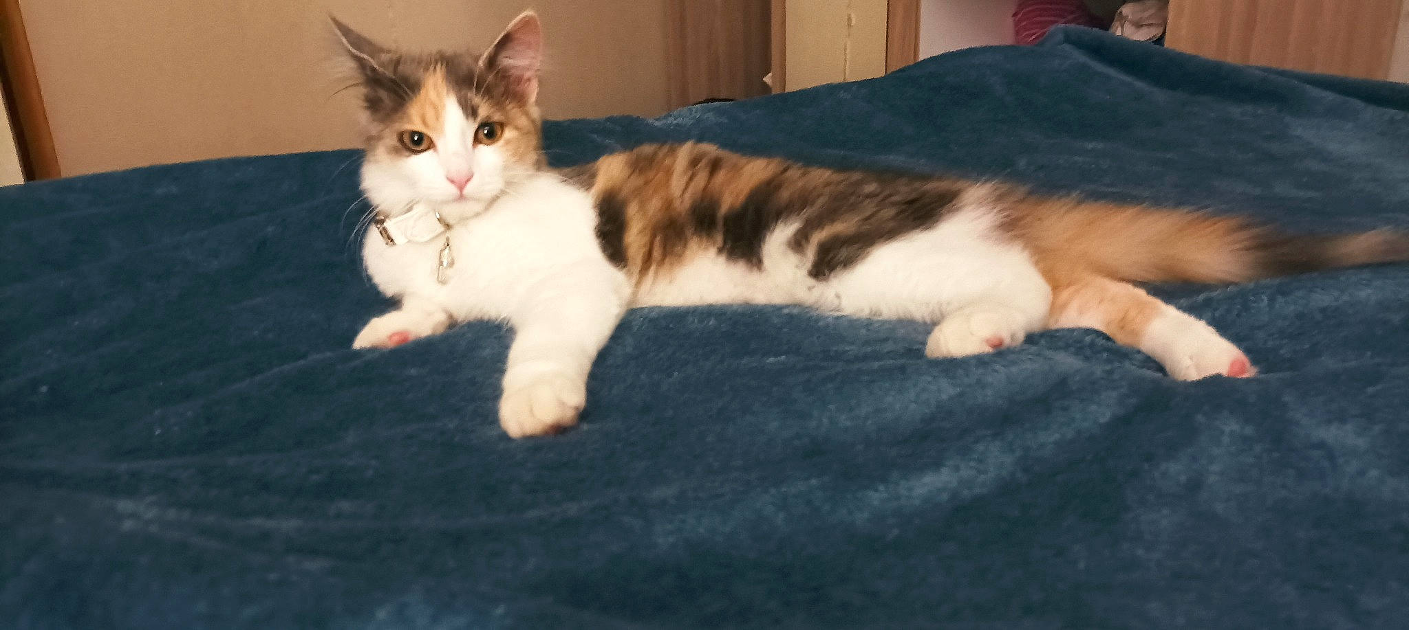 Libellule a rejoint le concours — aidez-le/la à gagner de superbes lots ! carnivore, cat, comfort, domestic_short_haired_cat, felidae, fur, paw, small_to_medium_sized_cats, tail, whiskers