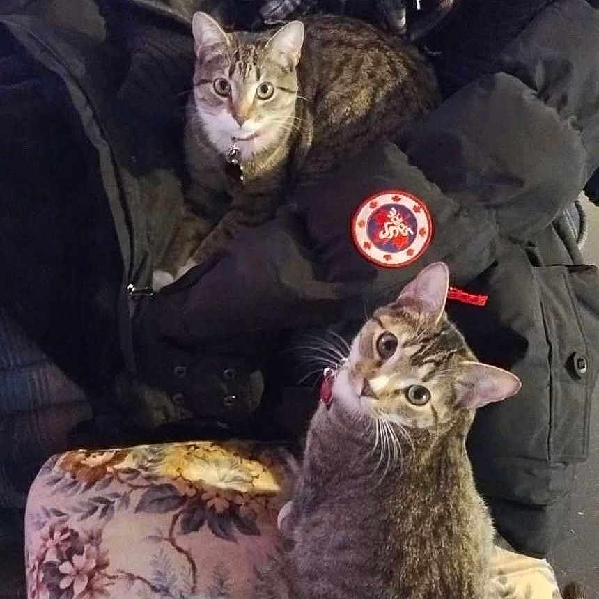 Sadie And Olivia joined the competition — help win amazing prizes! animal, cat, collar, curious, cushion, domestic_cat, ears, fabric, feline, floral_pattern, home, indoor, jacket, looking_up, pet, resting, striped, tabby_cat, tail, whiskers