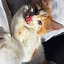 adorable, animal, cat, close_up, curious, cute, ears, fluffy, fur, indoor, kitten, lying_down, orange_and_white, pet, playful, shadow, soft_light, tongue_out, whiskers, young
