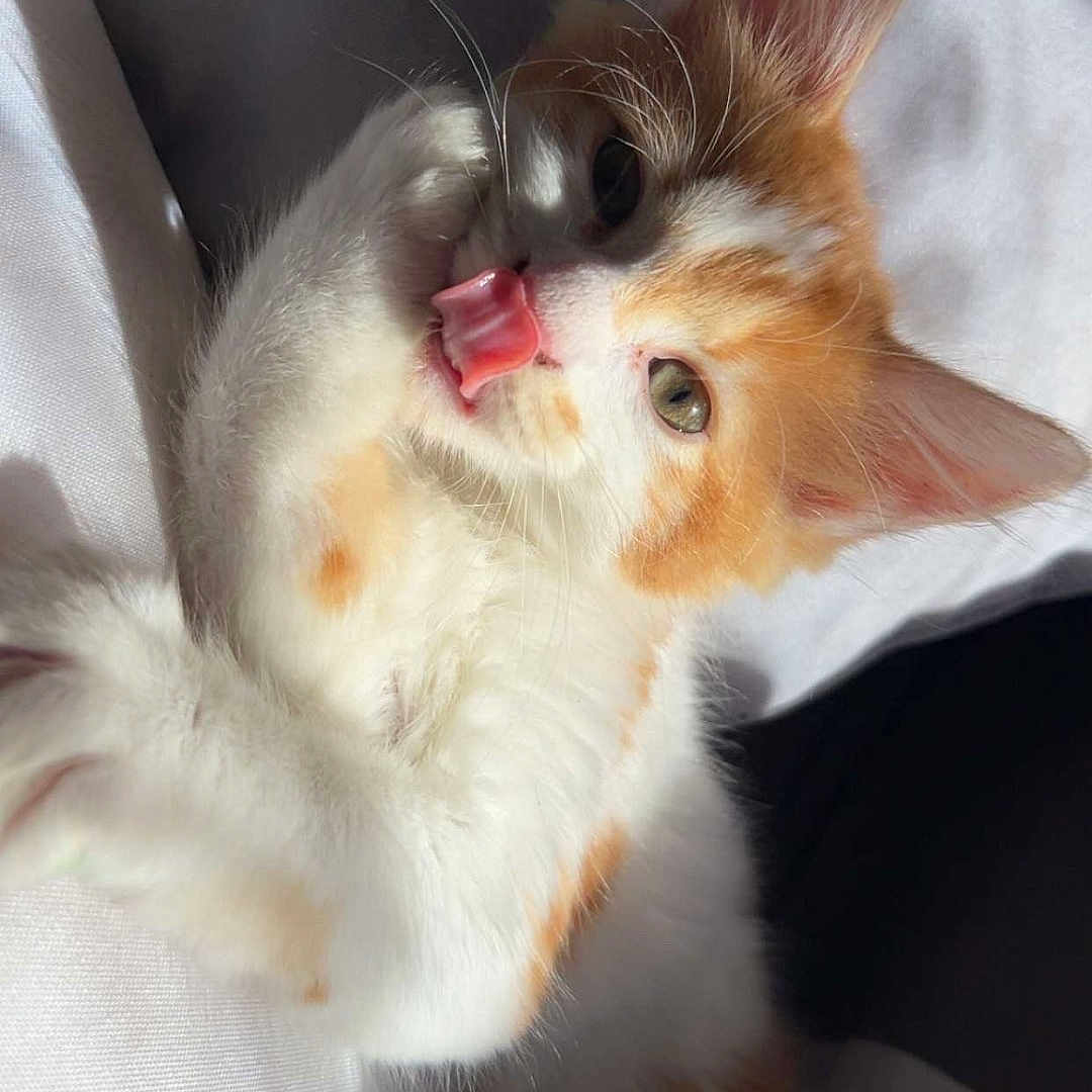 Rookie a rejoint le concours — aidez-le/la à gagner de superbes lots ! adorable, animal, cat, close_up, curious, cute, ears, fluffy, fur, indoor, kitten, lying_down, orange_and_white, pet, playful, shadow, soft_light, tongue_out, whiskers, young