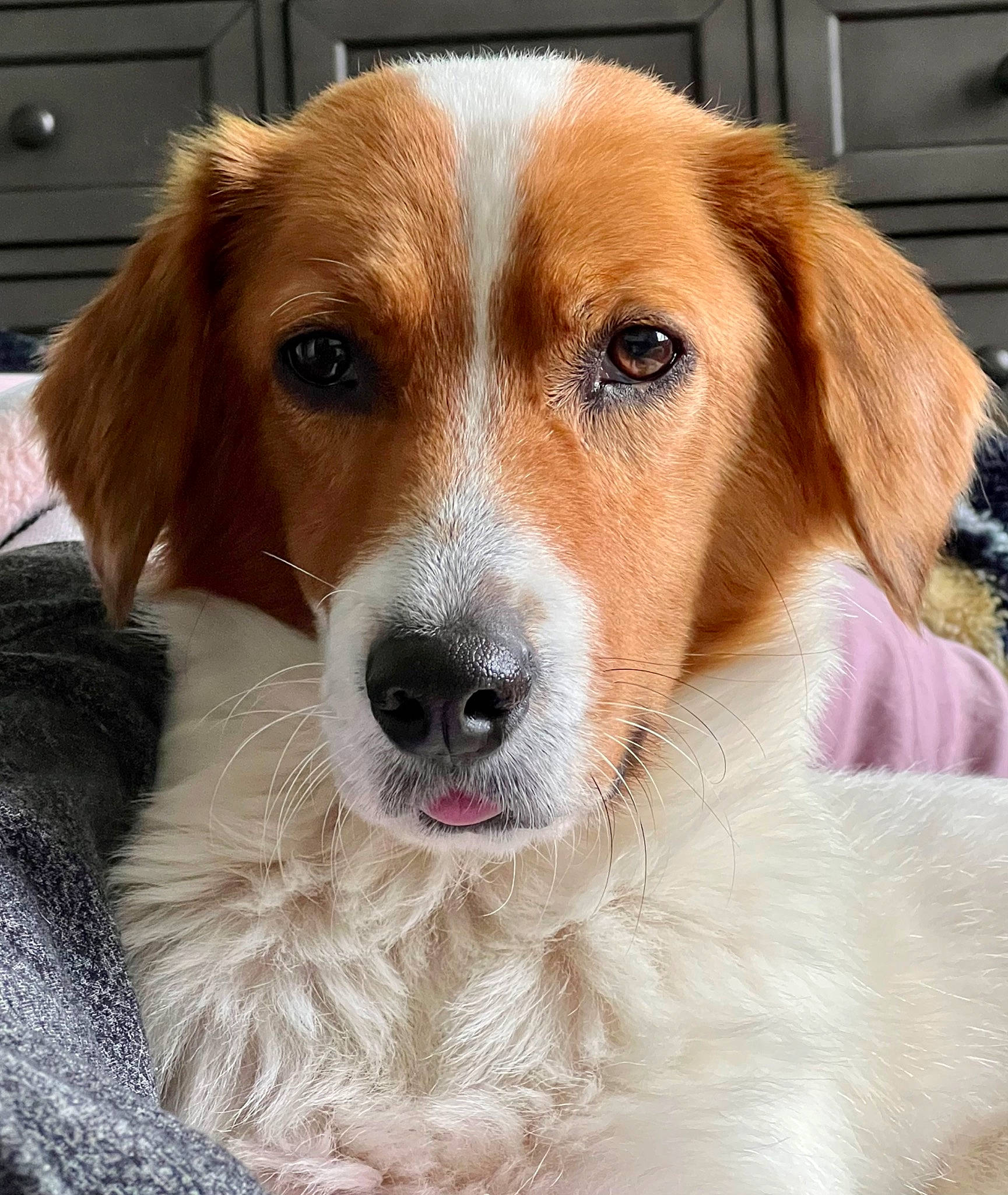 Aspen is registered to the contest to win money with this photo: ancient_dog_breeds, cabinetry, canidae, carnivore, chest, chest_of_drawers, companion_dog, dog, dog_breed, drawer, ear, eye, fawn, fur, pet_supply, plant, puppy, snout, sporting_group, whiskers