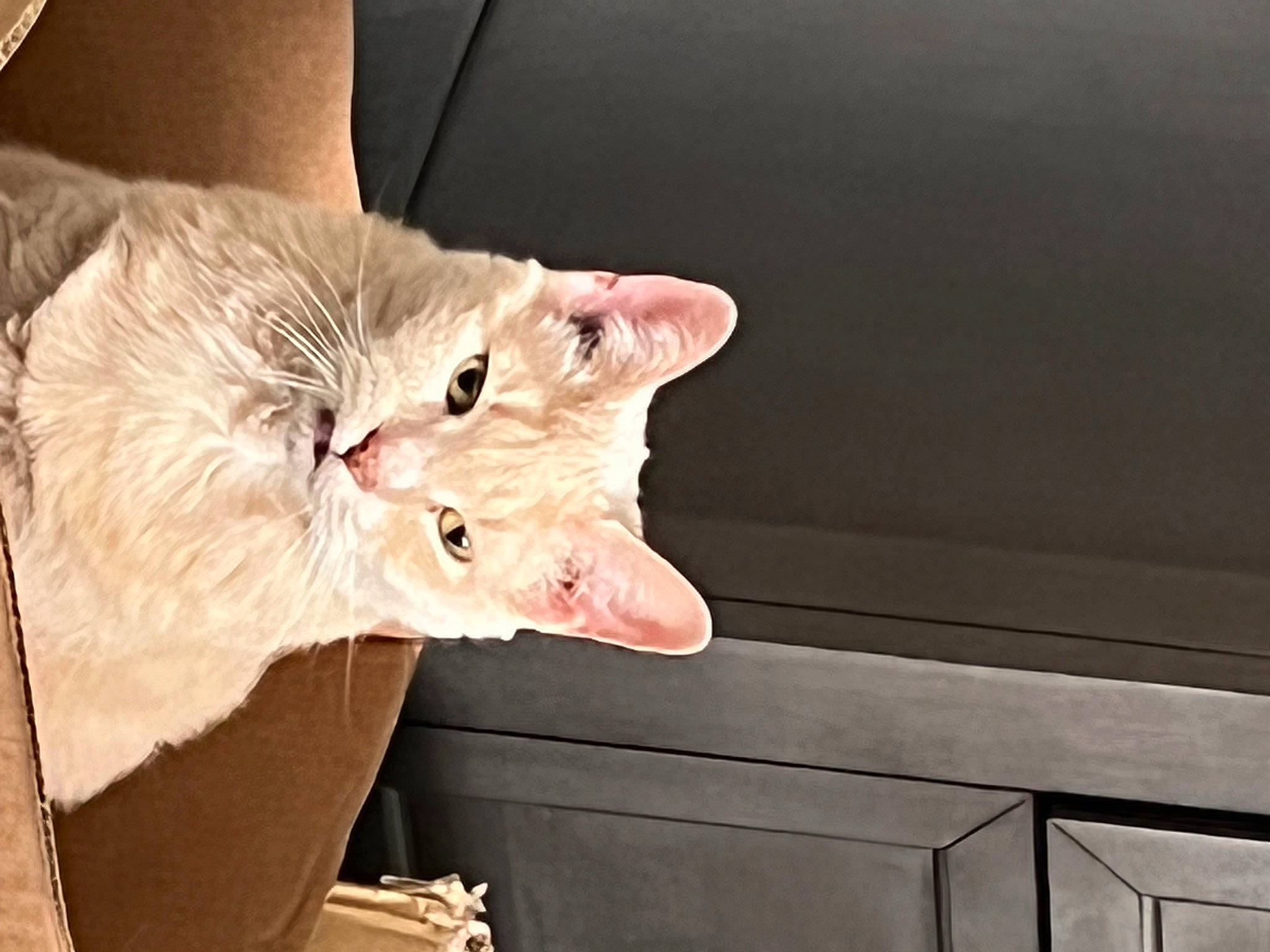 Dinky Dau joined the competition — help win amazing prizes! carnivore, cat, claw, domestic_short_haired_cat, ear, eye, fawn, felidae, fur, gesture, paper, paper_product, peach, plant, small_to_medium_sized_cats, snout, tail, whiskers, window, wood