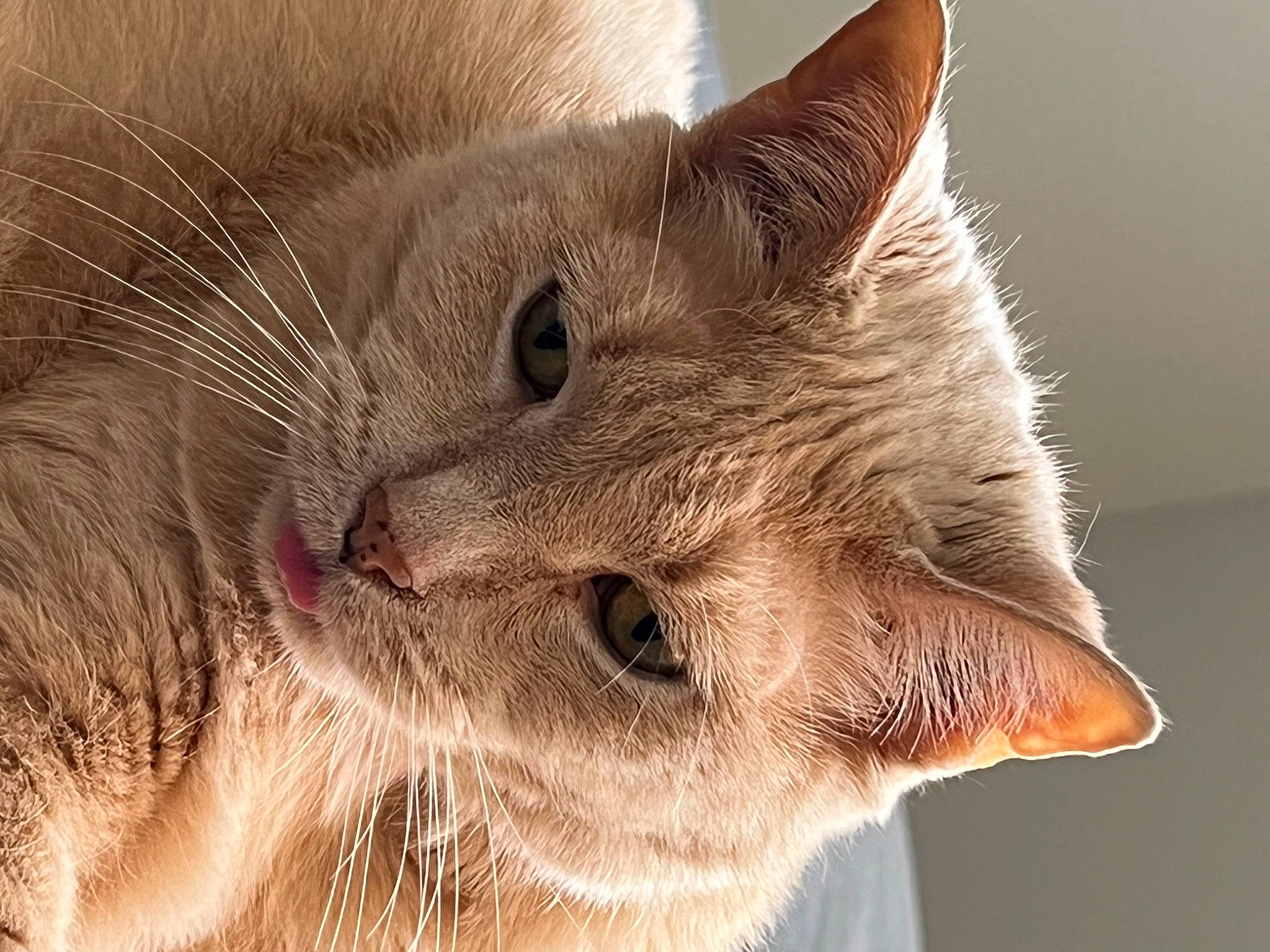 Dinky Dau is registered to the contest to win money with this photo: carnivore, cat, domestic_short_haired_cat, ear, fawn, felidae, fur, iris, paw, small_to_medium_sized_cats, snout, whiskers, window