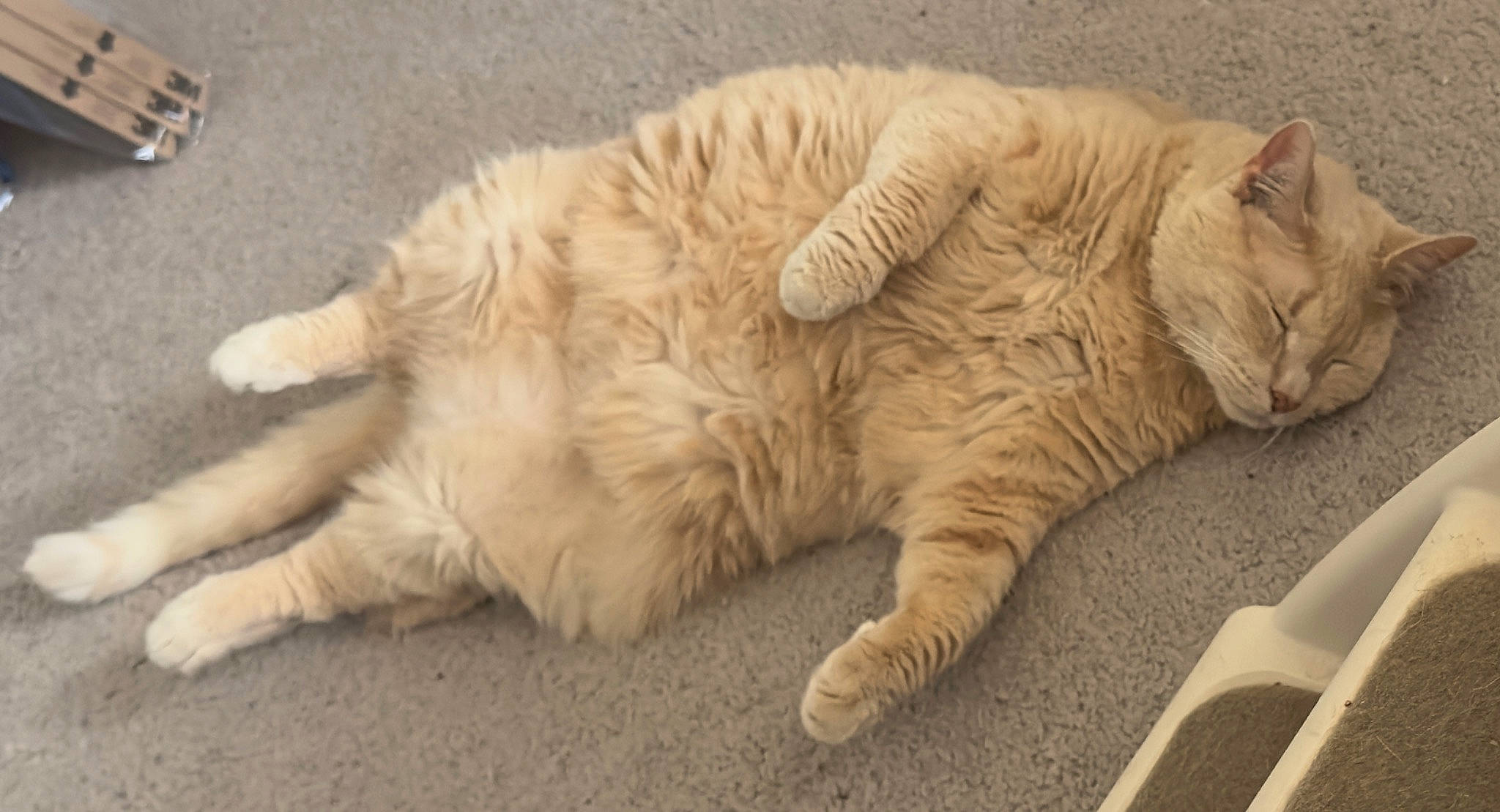 Dinky Dau is registered to the contest to win money with this photo: carnivore, cat, claw, comfort, fawn, felidae, flooring, fur, nap, paw, sleep, small_to_medium_sized_cats, snout, tail, terrestrial_animal, whiskers, wood, wrinkle