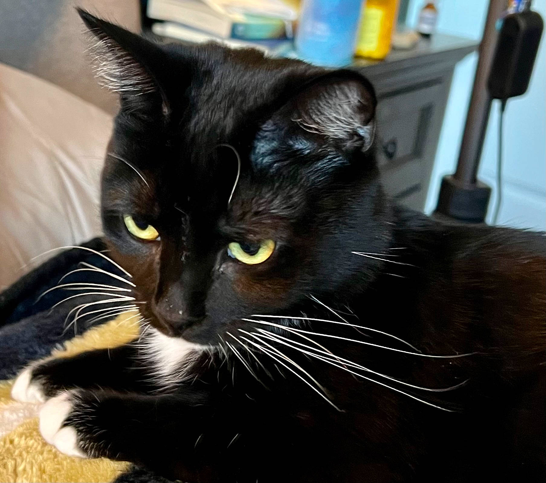 Aretha Franklin is registered to the contest to win money with this photo: black_cat, carnivore, cat, claw, comfort, domestic_short_haired_cat, felidae, fur, mammal, paw, small_to_medium_sized_cats, snout, tail, terrestrial_animal, whiskers