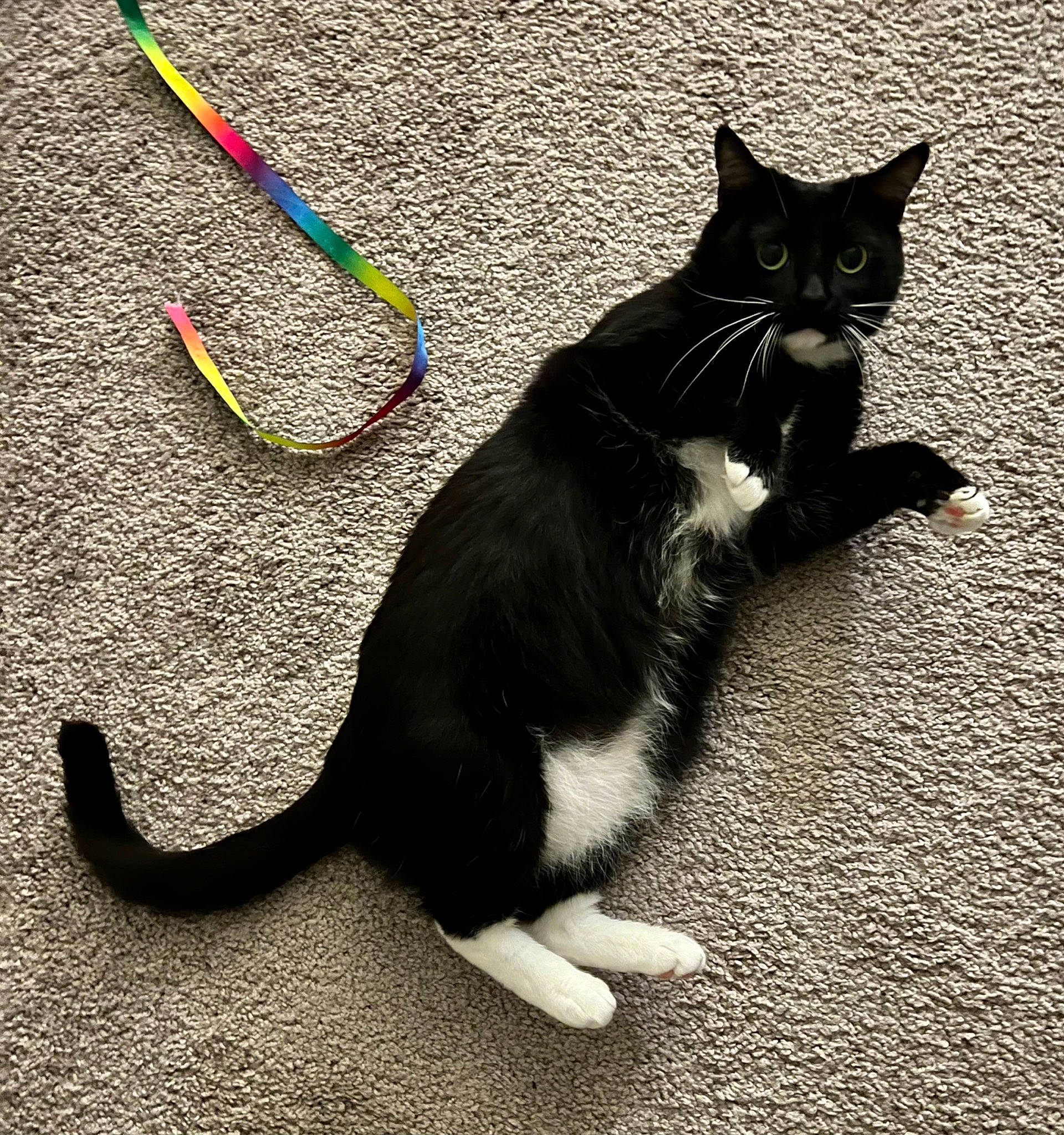 Aretha Franklin is registered to the contest to win money with this photo: asphalt, black_cat, carnivore, cat, cat_toy, domestic_short_haired_cat, fashion_accessory, felidae, foot, fur, grass, leash, paw, road_surface, shadow, small_to_medium_sized_cats, snout, tail, terrestrial_animal, whiskers