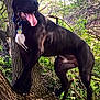 animal, bulldog, canine, dog, grass, greatdane, grove, jungle, land, nature, outdoors, pet, plant, puppy, rainforest, rock, tree, treetrunk, vegetation, woodland