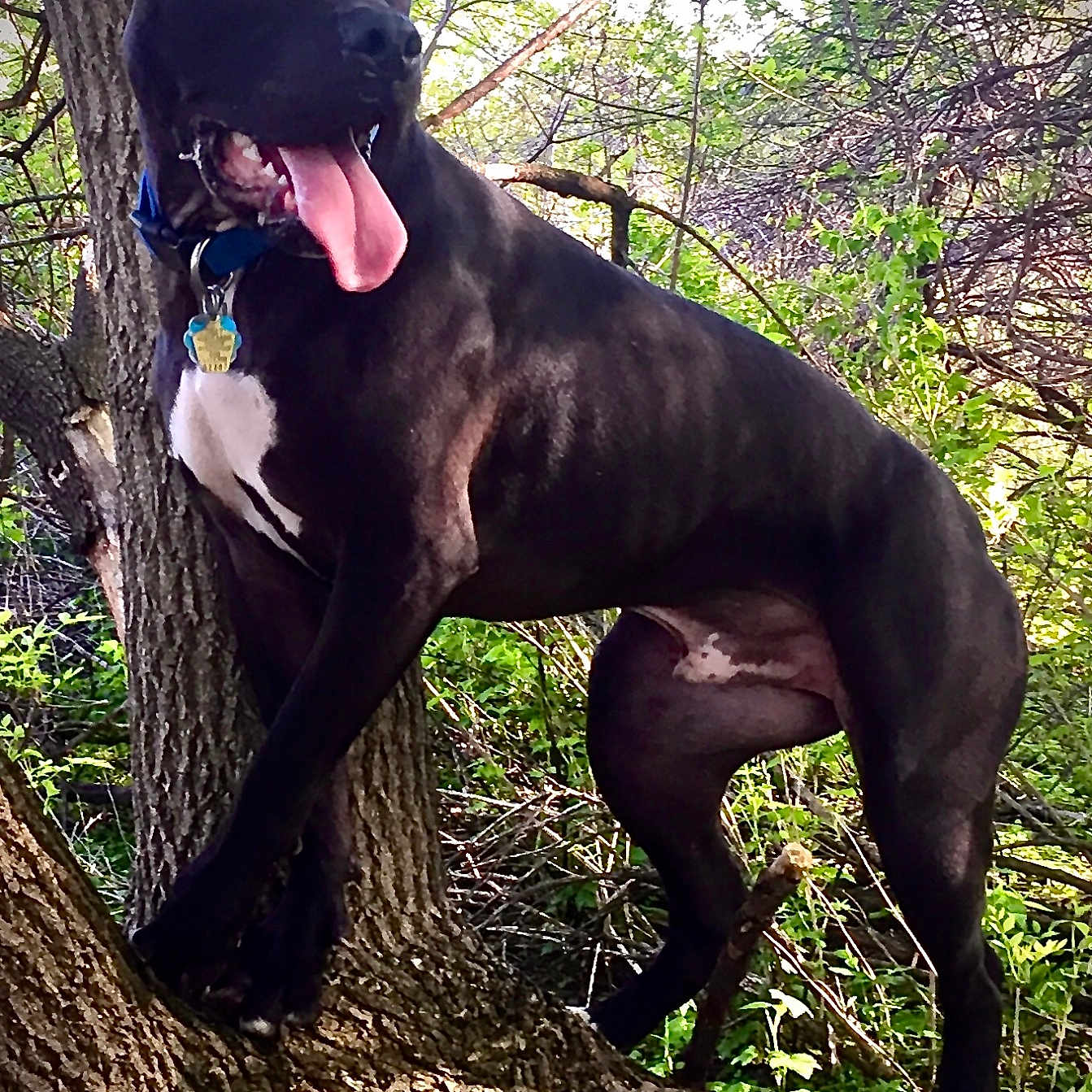 Mr. Porter joined the competition — help win amazing prizes! animal, bulldog, canine, dog, grass, greatdane, grove, jungle, land, nature, outdoors, pet, plant, puppy, rainforest, rock, tree, treetrunk, vegetation, woodland