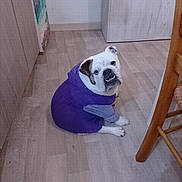 Saphir a rejoint le concours — aidez-le/la à gagner de superbes lots ! bulldog, dog, purple_hoodie, pet_clothing, indoor, wooden_floor, furniture, chair, cabinet, looking_up, cute, animal, mammal, sitting, white_dog, brown_patch, flooring, home, domestic_animal, portrait