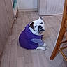 bulldog, dog, purple_hoodie, pet_clothing, indoor, wooden_floor, furniture, chair, cabinet, looking_up, cute, animal, mammal, sitting, white_dog, brown_patch, flooring, home, domestic_animal, portrait