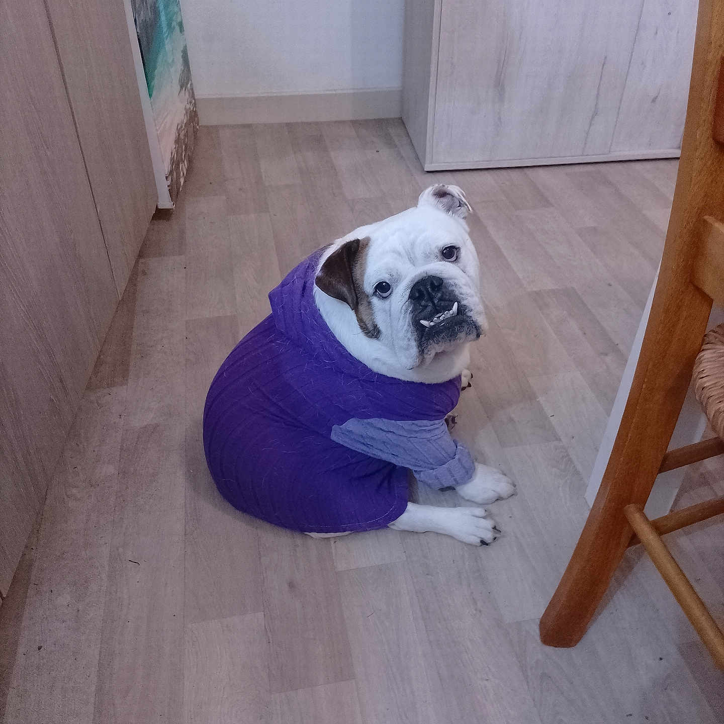 Saphir a rejoint le concours — aidez-le/la à gagner de superbes lots ! bulldog, dog, purple_hoodie, pet_clothing, indoor, wooden_floor, furniture, chair, cabinet, looking_up, cute, animal, mammal, sitting, white_dog, brown_patch, flooring, home, domestic_animal, portrait