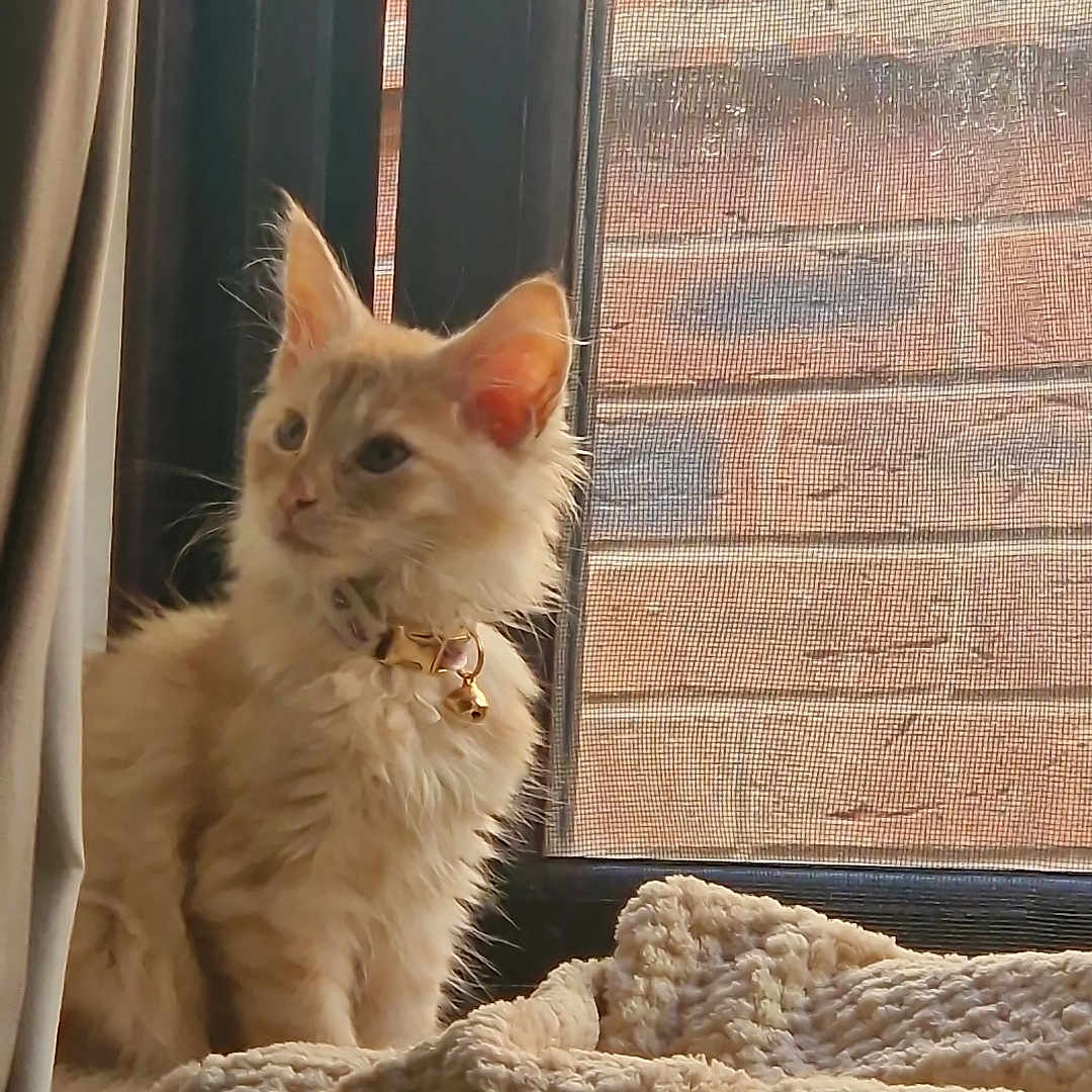 Athanasia is registered to the contest to win money with this photo: animal, bell, blanket, brick_wall, cat, collar, cozy, curtain, cute, furry, home, indoor, kitten, light, mesh_screen, pet, resting, sitting, soft_light, window