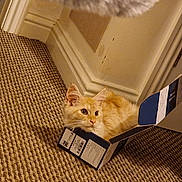 Athanasia joined the competition — help win amazing prizes! alert, baseboard, cardboard_box, carpet, cat, corner, cozy, curious, domestic_animal, ears, feline, floor, fur, home, indoor, orange_cat, pet, small_box, wall, whiskers