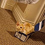 alert, baseboard, cardboard_box, carpet, cat, corner, cozy, curious, domestic_animal, ears, feline, floor, fur, home, indoor, orange_cat, pet, small_box, wall, whiskers
