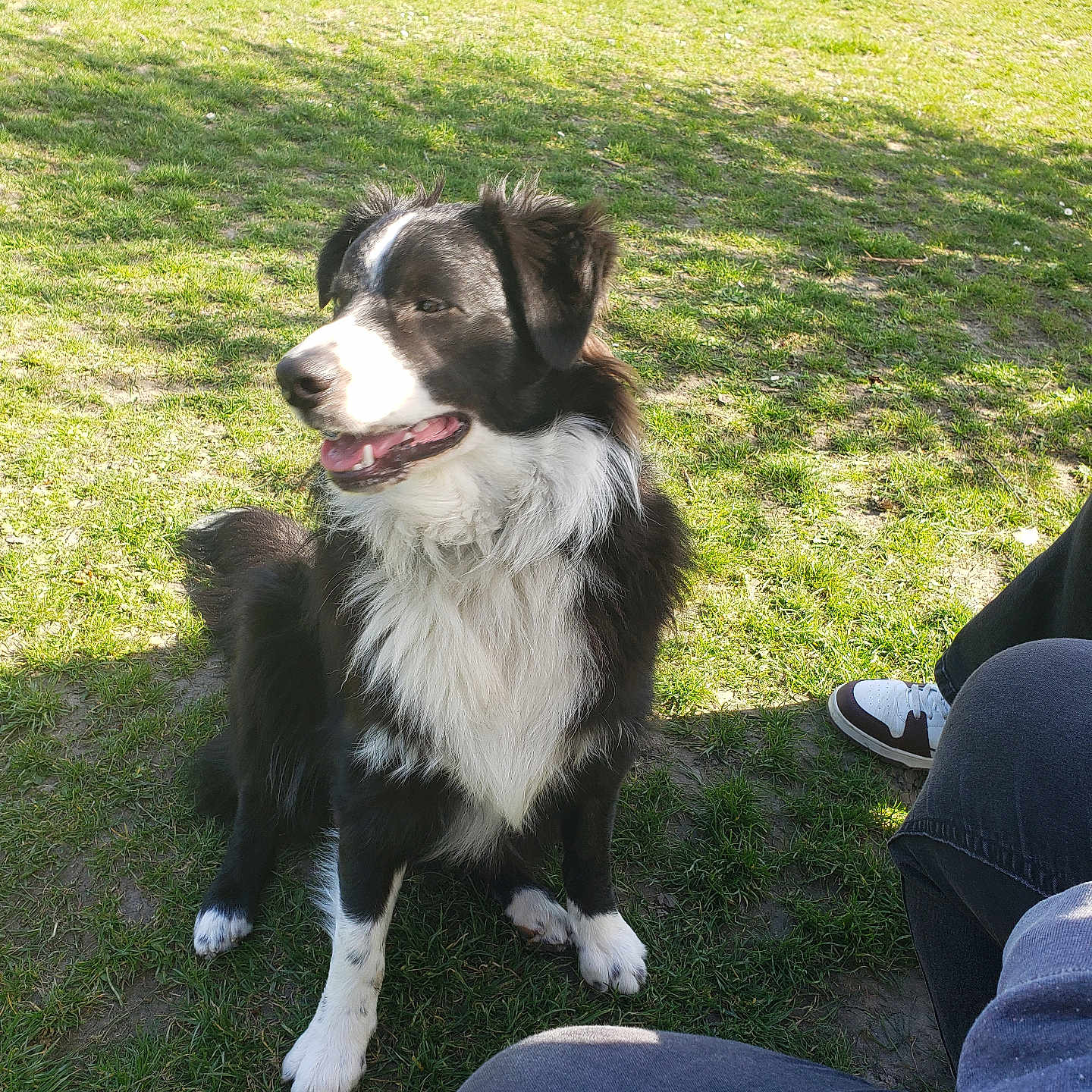 Venom participe au concours pour gagner de l'argent avec cette photo : adult, animal, canine, clothing, collie, couch, dog, footwear, furniture, grass, lawn, male, man, pants, person, pet, plant, puppy, runningshoe, shoe