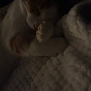 Oliver joined the competition — help win amazing prizes! cat, sleeping, blanket, paw, cozy, nap, indoor, low_light, feline, pet, whiskers, curled_up, bedding, texture, close_up, soft, peaceful, nighttime, domestic, resting