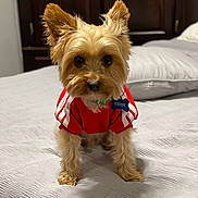 Teddy is registered to the contest to win money with this photo: dog, small_dog, red_sweater, bed, indoor, furniture, curious_eyes, pet, canine, brown_fur, cute, portrait, cozy, bedroom, pillow, domestic_animal, looking_at_camera, fur, ears, collar