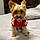 Teddy