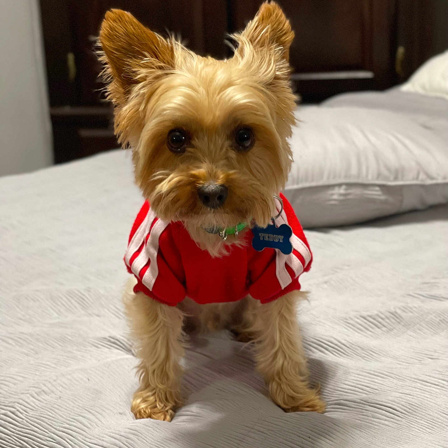 Teddy is registered to the contest to win money with this photo: bed, bedroom, brown_fur, canine, collar, cozy, curious_eyes, cute, dog, domestic_animal, ears, fur, furniture, indoor, looking_at_camera, pet, pillow, portrait, red_sweater, small_dog
