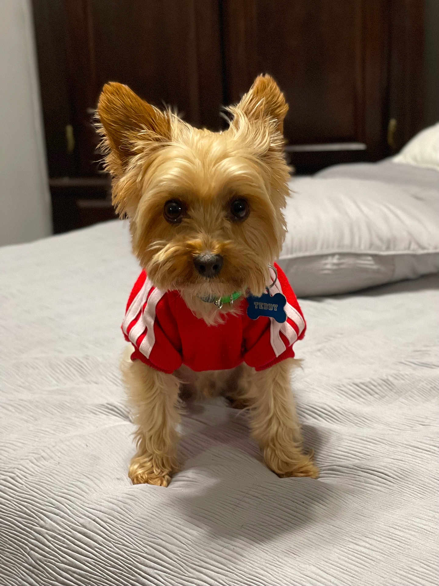 Teddy