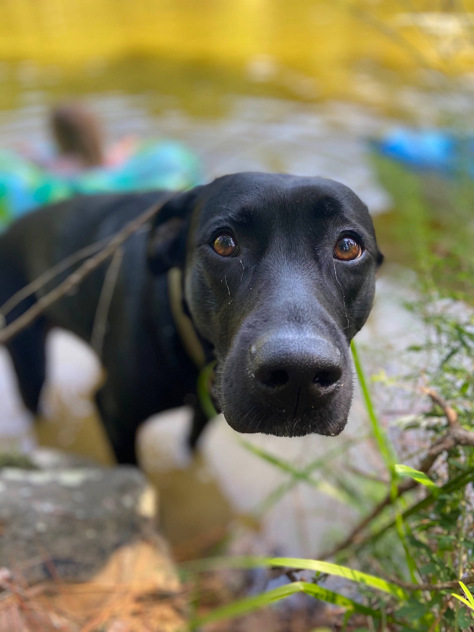 Rubi is registered to the contest to win money with this photo: ball, borador, carnivore, companion_dog, dog, dog_breed, eye, fawn, grass, guard_dog, gun_dog, labrador_retriever, plant, pointing_breed, snout, sporting_group, terrestrial_animal, vertebrate, whiskers, working_animal