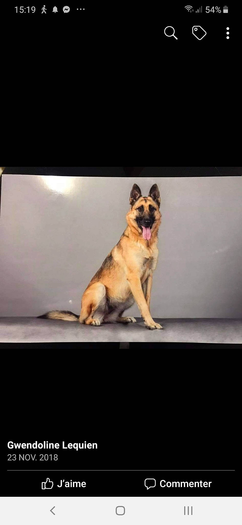 Nikita a rejoint le concours — aidez-le/la à gagner de superbes lots ! canidae, carnivore, dog, dog_breed, fawn, german_shepherd_dog, mammal, photography, police_dog, snout, vertebrate, working_dog