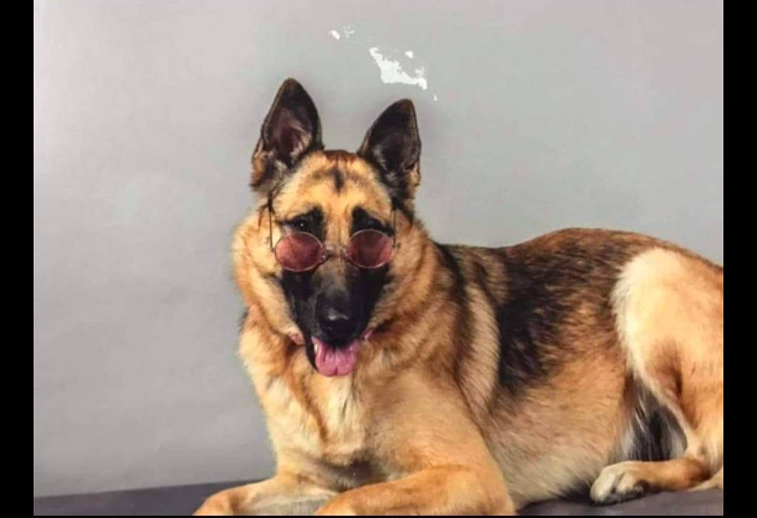 Nikita a rejoint le concours — aidez-le/la à gagner de superbes lots ! belgian_shepherd_malinois, canidae, carnivore, dog, dog_breed, ear, east_european_shepherd, fawn, german_shepherd_dog, king_shepherd, kunming_wolfdog, mammal, old_german_shepherd_dog, photo_caption, police_dog, shiloh_shepherd_dog, snout, vertebrate, working_dog