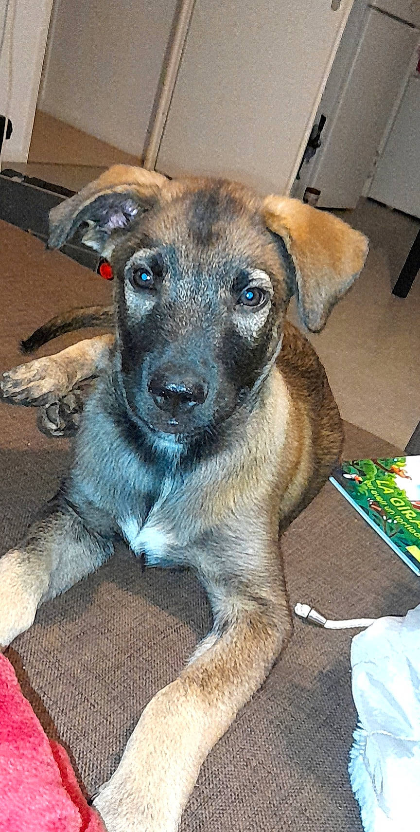 Togo participe au concours pour gagner de l'argent avec cette photo : canidae, carnivore, collar, companion_dog, dog, dog_breed, dog_supply, eye, fawn, fur, pet_supply, puppy, snout, sporting_group, terrestrial_animal, toy_dog, whiskers, working_animal