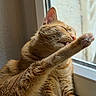 Louis participe au concours pour gagner de l'argent avec cette photo : cat, orange_tabby, grooming, paw, licking, window, sunlight, fur, whiskers, ears, closeup, pet, feline, indoor, relaxed, sleepy, animal, cute, cozy, resting