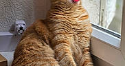 Louis a rejoint le concours — aidez-le/la à gagner de superbes lots ! animal, cat, cozy, cute, feline, fur, indoor, mammal, mouth_open, natural_light, orange_tabby, paw, pet, relaxing, resting, tongue, whiskers, window, windowsill, yawning