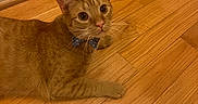 Eli joined the competition — help win amazing prizes! cat, orange_tabby, bow_tie, wooden_floor, indoor, pet, feline, curious, lying_down, domestic_animal, cute, whiskers, ears, eyes, flooring, polka_dot, collar_accessory, household, animal, mammal
