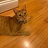 cat, orange_tabby, bow_tie, wooden_floor, indoor, pet, feline, curious, lying_down, domestic_animal, cute, whiskers, ears, eyes, flooring, polka_dot, collar_accessory, household, animal, mammal