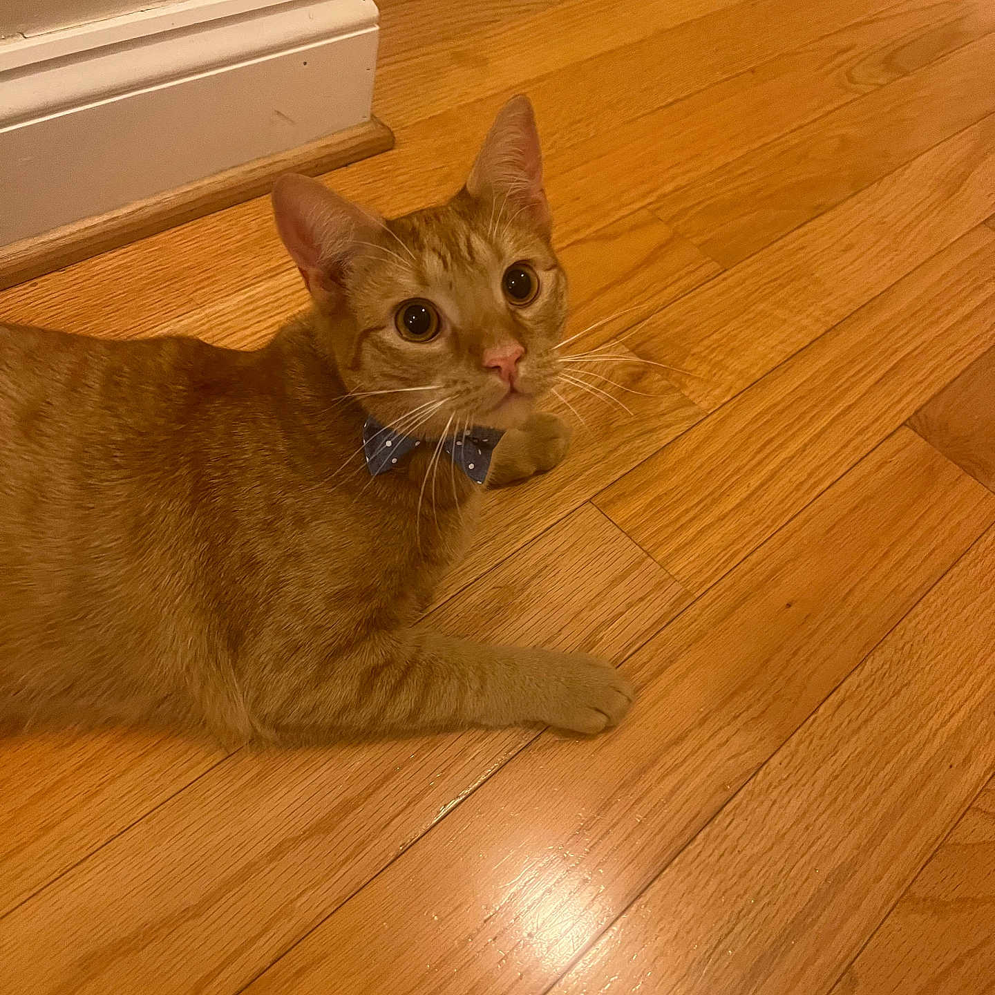 Eli