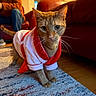 cat, orange_tabby, pet_clothing, indoor, rug, living_room, couch, person, blurred_background, whiskers, curious, feline, festive_outfit, red_and_white, wood_floor, seated_person, casual_clothing, human, home_interior, domestic_animal