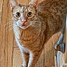 Eli joined the competition — help win amazing prizes! cat, orange_tabby, wooden_floor, whiskers, alert, curious, pet, domestic_cat, indoor, feline, flooring, doorstop, animal, mammal, cute, looking_up, standing, household, closeup, portrait