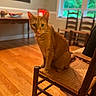 Eli joined the competition — help win amazing prizes! cat, orange_tabby, chair, wooden_floor, indoor, window, table, bowl, painting, curious, pet, furniture, home, domestic, animal, sitting, looking, bright, daylight, cozy