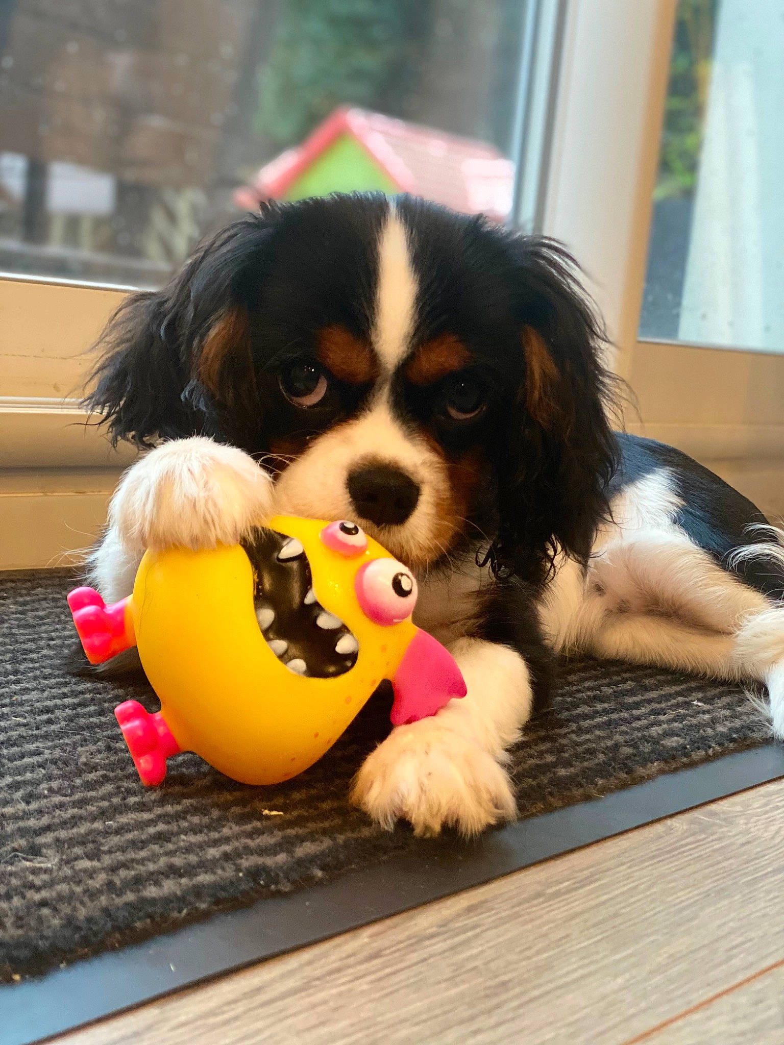 Lady participe au concours pour gagner de l'argent avec cette photo : ball, canidae, carnivore, cavalier_king_charles_spaniel, companion_dog, dog, dog_breed, dog_supply, fur, king_charles_spaniel, phalene, snout, spaniel, sporting_group, toy, toy_dog, window, wood, working_animal, working_dog