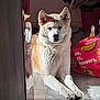 dog, indoor, floor, reflection, shopping_bag, sunlight, fur, pet, animal, wooden_floor, paws, relaxed, canine, light, shadow, household, domestic, companion, resting, quiet