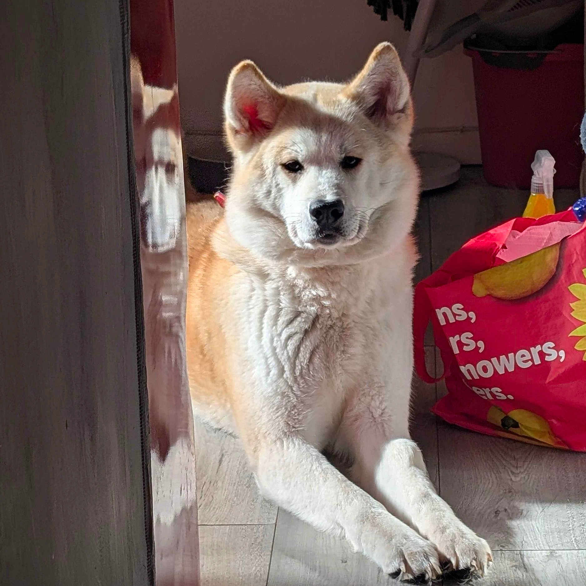 Hati joined the competition — help win amazing prizes! animal, canine, companion, dog, domestic, floor, fur, household, indoor, light, paws, pet, quiet, reflection, relaxed, resting, shadow, shopping_bag, sunlight, wooden_floor