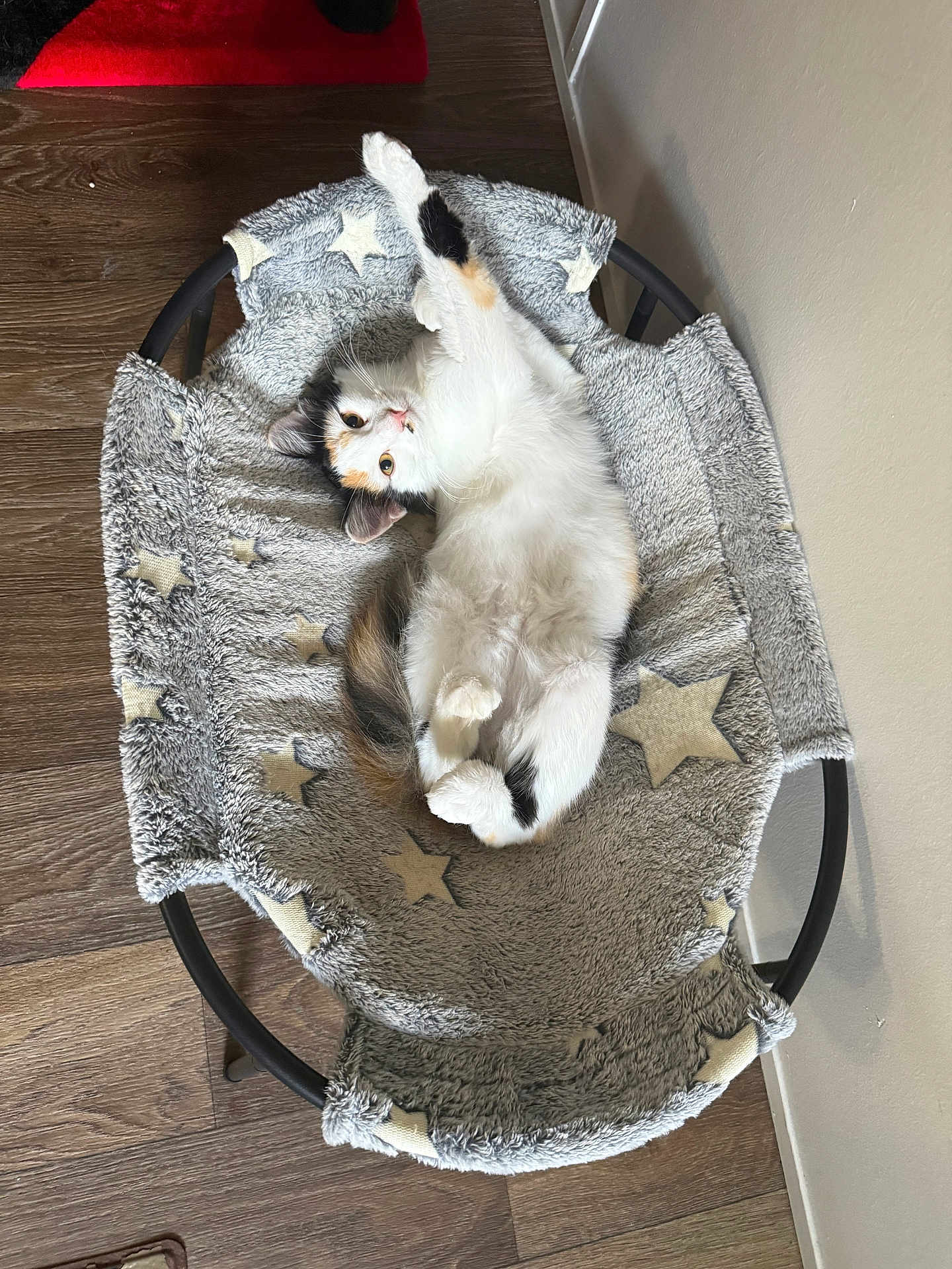 Lulu is registered to the contest to win money with this photo: kitten, cat, calico, pet, animal, feline, relaxing, hammock, star_pattern, fluffy, indoor, wood_floor, cozy, cute, paw, playful, curious, young, resting, soft