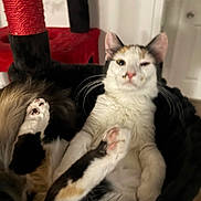 Lulu joined the competition — help win amazing prizes! cat, calico, pet, animal, feline, paw, relaxed, indoor, basket, fur, whiskers, ears, nose, claw, resting, cat_tree, home, cozy, sitting, cute