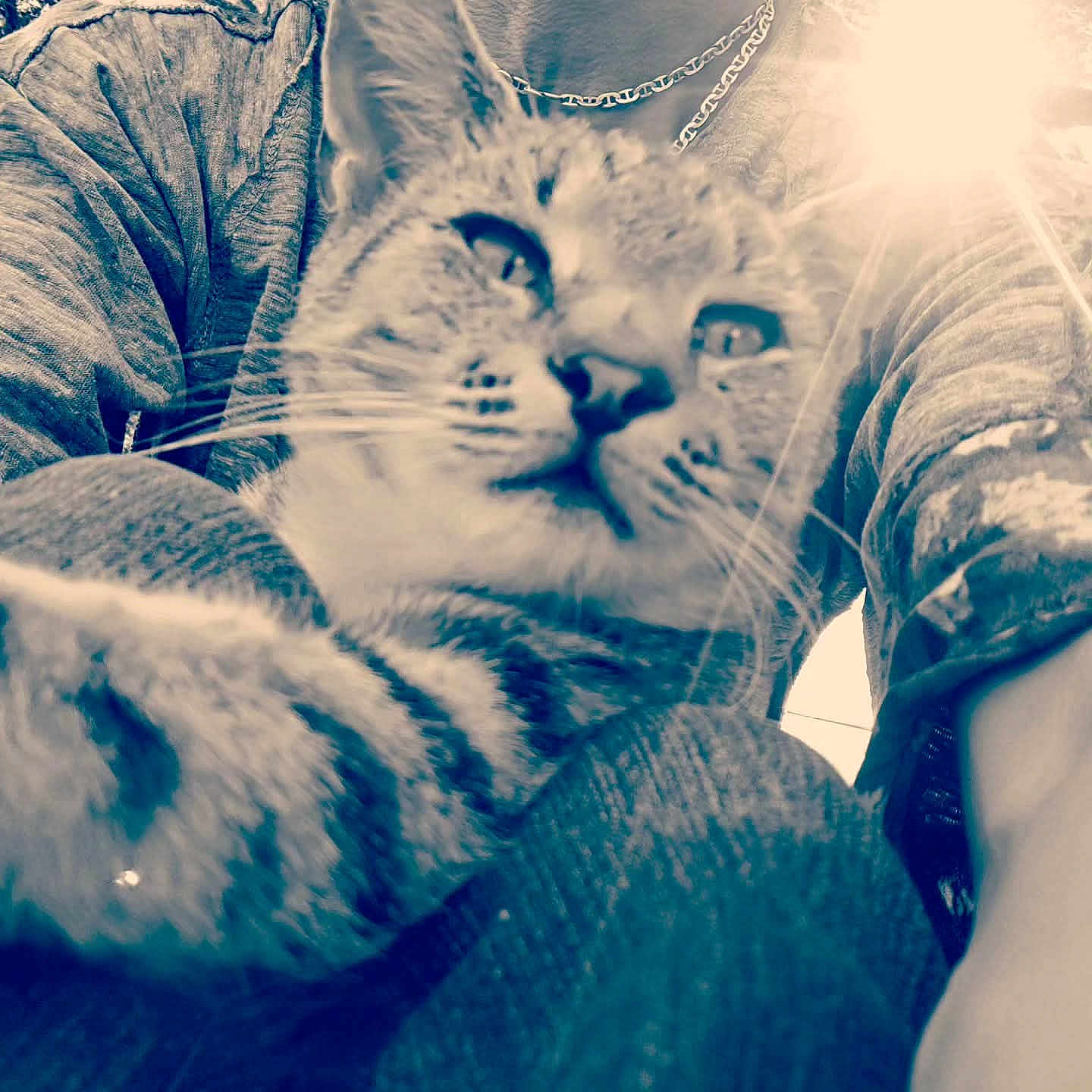 Tar Baby joined the competition — help win amazing prizes! cat, tabby_cat, feline, pet, whiskers, close_up, portrait, paw, fur, human_arm, sweater, chain_necklace, sunlight_flare, lens_flare, texture, snout, nose, indoor, cozy, soft_focus