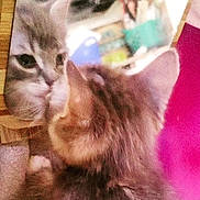 Tar Baby is registered to the contest to win money with this photo: cat, cat_face, feline, mirror, reflection, close_up, fur, whiskers, ear, pet, indoor, portrait, fuzzy, curious, two_cats, head, eye, nose, blurry, grainy