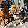 Valko participe au concours pour gagner de l'argent avec cette photo : accessories, adult, animal, beagle, bulldog, canine, clothing, coat, dog, footwear, hound, leash, male, man, person, pet, shoe, strap, walking, walkingdog