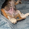 Valko a rejoint le concours — aidez-le/la à gagner de superbes lots ! animal, beagle, bed, bedroom, blanket, boxer, bulldog, canine, chihuahua, dog, hound, husky, indoors, interiordesign, person, pet, pitbull, puppy, quilt, sleeping