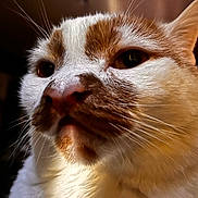Scooch joined the competition — help win amazing prizes! animal, cat, close_up, curious, cute, domestic_cat, eyes, face, feline, fur, household, indoor, mammal, nose, orange_and_white, pet, portrait, soft_texture, warm_light, whiskers