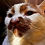 animal, cat, close_up, curious, cute, domestic_cat, eyes, face, feline, fur, household, indoor, mammal, nose, orange_and_white, pet, portrait, soft_texture, warm_light, whiskers