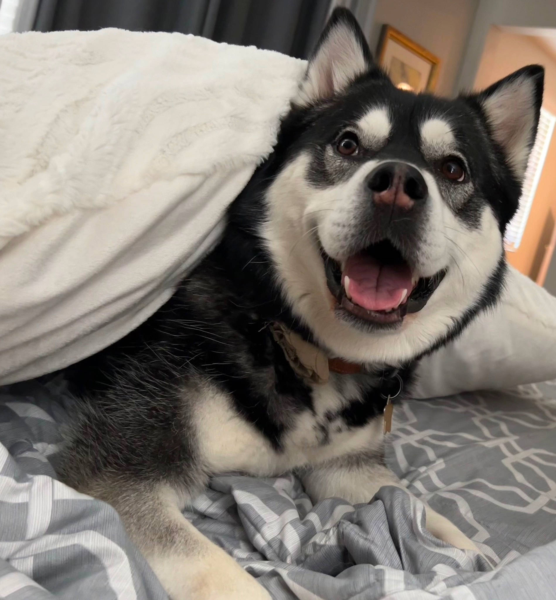 Hachi joined the competition — help win amazing prizes! canidae, canis, carnivore, collar, companion_dog, dog, dog_breed, fang, foot, fur, jaw, paw, siberian_husky, sled_dog, snout, sporting_group, terrestrial_animal, whiskers, working_animal, working_dog